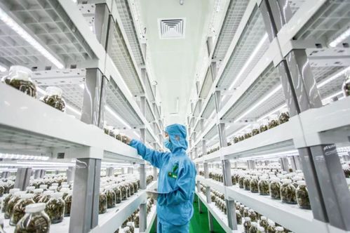 中科三安 京東等國內(nèi)20家植物工廠大盤點